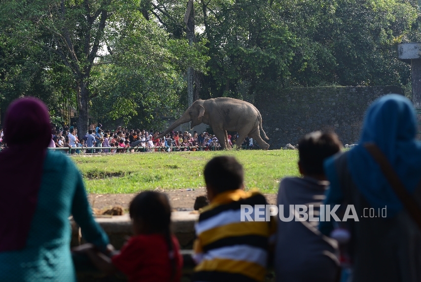 Pengunjung berinteraksi dengan Gajah Sumatera di Kebun Binatang Ragunan, Jakarta, Jumat (8/7).  (Republika/Raisan Al Farisi)