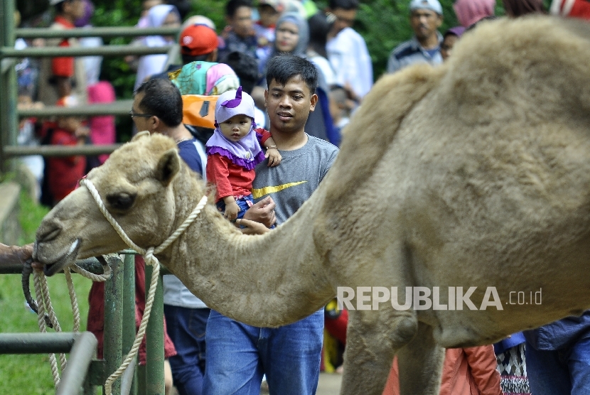   Pengunjung berinteraksi dengan seekor unta di Kebun Binatang Bandung, Jalan Tamansari, Kota Bandung, Senin (26/6). 