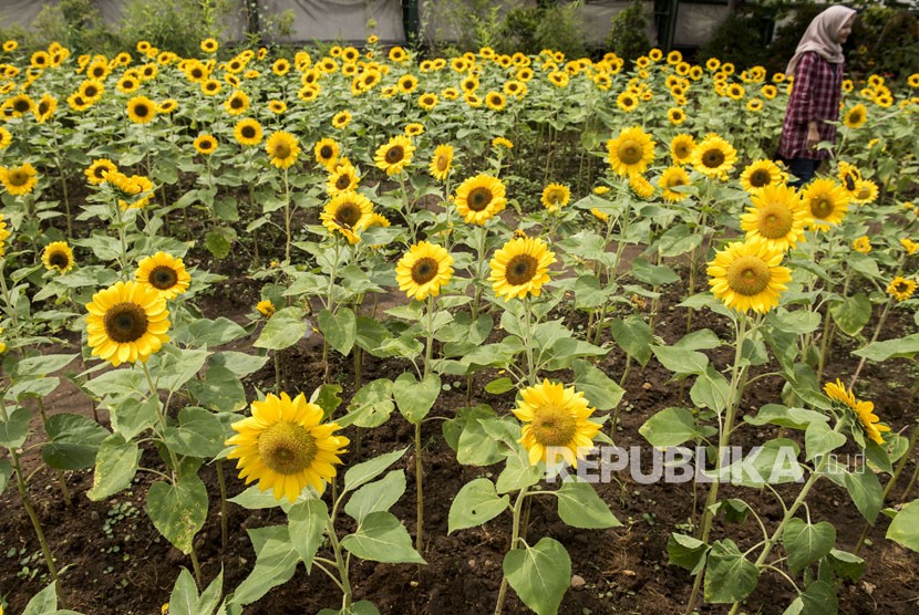 Pengunjung berjalan di area kebun bunga matahari / Ilustrasi 