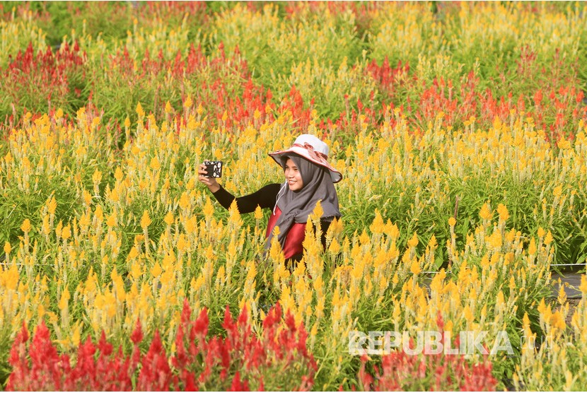 Pengunjung berswafoto di kawasan objek wisata taman bunga celocia garden di Desa Alue Pit, Kecamatan Panga, Aceh Jaya, Aceh. Pemerintah diminta memberi stimulus bagi industri pariwisata guna bersiap bila wabah Covid-19 usai.