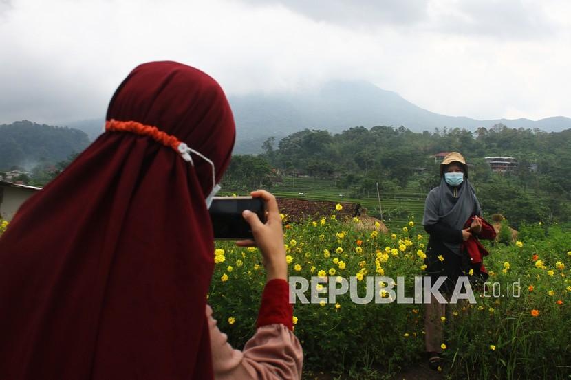 Tamiajeng Jalur Favorit Pendakian Gunung Penanggungan. Pengunjung melakukan swafoto di Taman Bunga Refugia di Kampung Organik Brenjong, Penanggungan, Trawas, Mojokerto, Jawa Timur, Sabtu (5/12/2020). Lahan bunga refugia atau kenikir seluas setengah hektare yang ditanam sebagai pengendali hama pertanian organik tersebut kini justru menjadi obyek wisata yang digemari wisatawan dengan tingkat kunjungan rata-rata mencapai 1000 wisatawan per minggu.