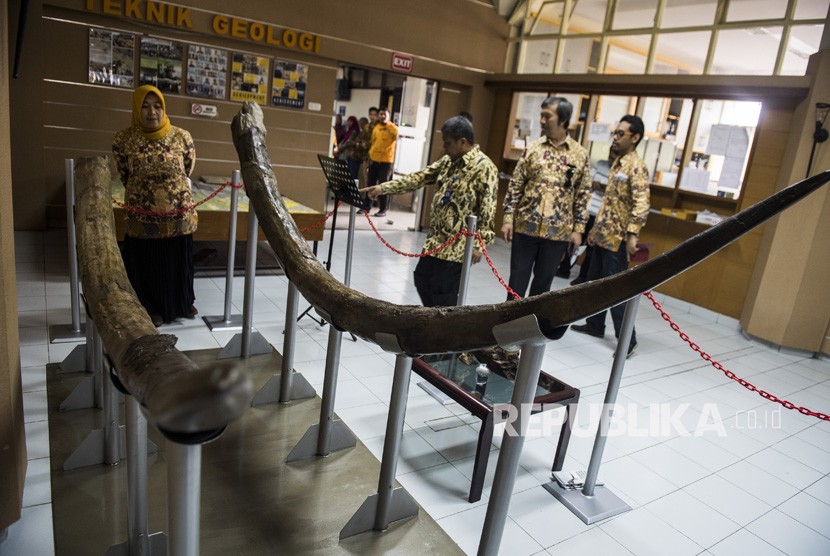 Fosil hewan vertebrata jenis stegodon atau gajah purba ditemukan warga di lembah sungai Cilalanang, Kabupaten Indramayu.  Foto: Pengunjung melihat fosil gading Stegodon Trigonocephalus primitif dari Majalengka di ITB, Bandung Jawa Barat, Jumat (21/12/2018). 