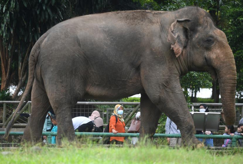 Pengunjung melihat gajah di Taman Margasatwa Ragunan, Jakarta, Sabtu (25/12/2021). Taman Margasatwa Ragunan memberlakukan pembatasan pengunjung sebanyak 50 persen atau setara dengan 30 ribu orang pada liburan Natal 2021.