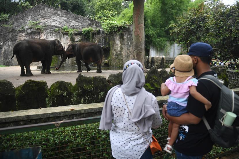 Pengunjung melihat gajah di Taman Margasatwa Ragunan, Jakarta, Sabtu (25/12/2021). Taman Margasatwa Ragunan memberlakukan pembatasan pengunjung sebanyak 50 persen atau setara dengan 30 ribu orang pada liburan Natal 2021.