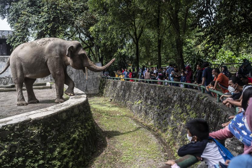 Pengunjung melihat gajah Sumatera di Taman Margasatwa Ragunan. Jumlah satwa di Taman Margasatwa Ragunan bertambah dua ekor pada tahun ini, sehingga koleksi menjadi 2.269 ekor. 