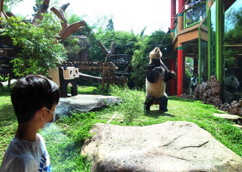 Pengunjung melihat Giant Panda jantan Cai Tao saat wisata Istana Panda di Taman Safari Indonesia (TSI), Cisarua (ilustrasi) 
