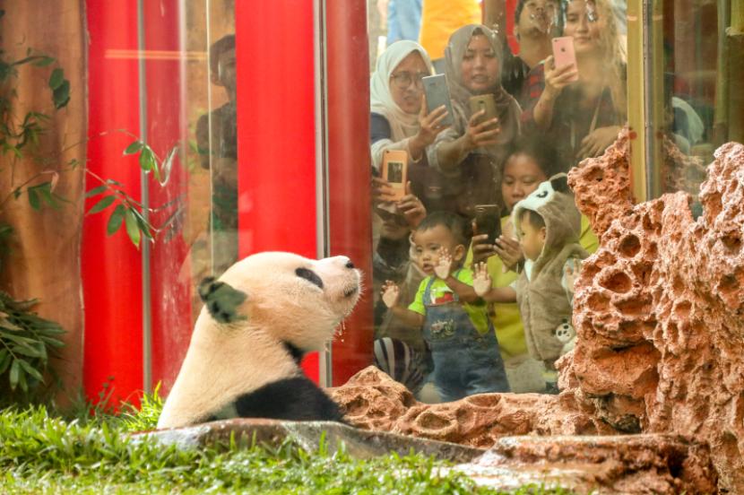 Pengunjung melihat hewan Panda Raksasa asal China.