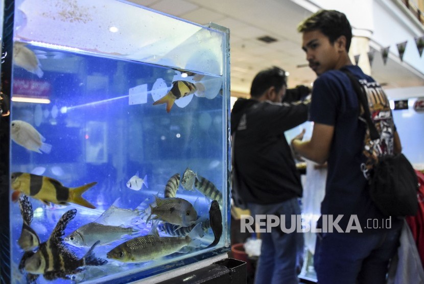 Pameran ikan hias. Sejak ada wabah corona, permintaan ikan hias tropis Jambi dari China menurun drastis.