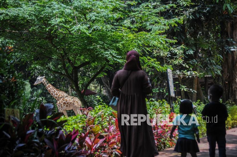 Pengunjung melihat jerapah di Kebun Binatang Bandung, Jawa Barat. Kebun Binatang Bandung membuka layakan paket berbuka puasa bersama satwa.