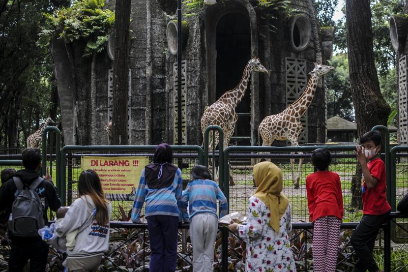 Pengunjung melihat jerapah saat berwisata di Taman Margasatwa Ragunan, Jakarta.