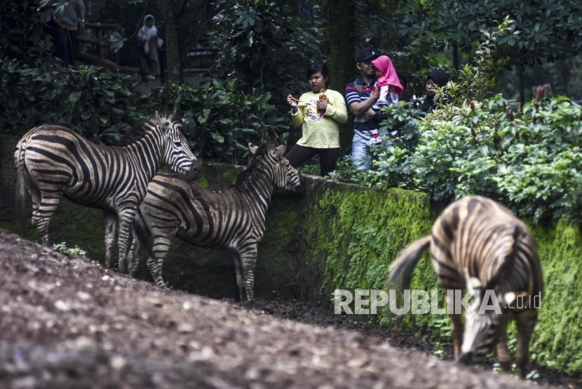 Pengunjung melihat koleksi satwa di Bandung Zoological Garden Kebun Binatang Bandung, Jalan Tamansari,, Kota Bandung, Rabu (25/12). 