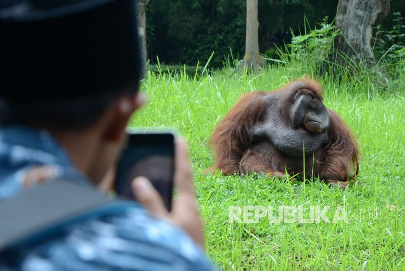 Visitor sees orang-utan named Ozon whose video went viral in social media while smoking cigarette at Bandung zoo, West Java, on Thursday (March 8).