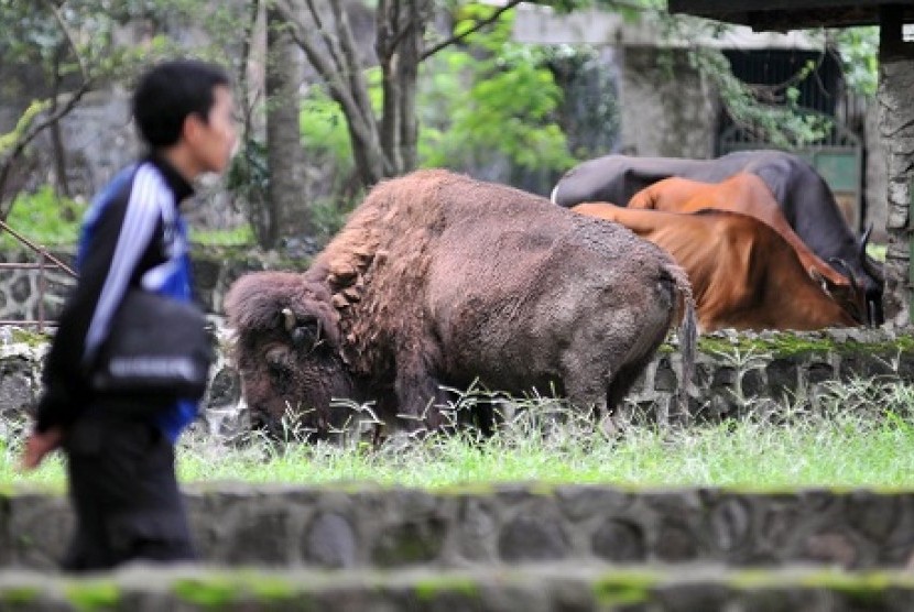 takyun kebon binatang