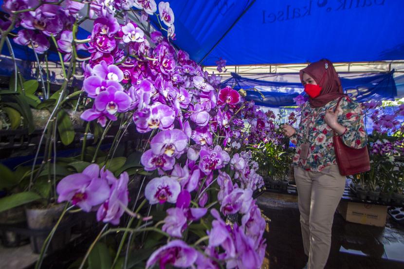 Pengunjung melihat tanaman anggrek yang di jual saat Meratus Orchid Show ke-9 di Taman 0 Km, Banjarmasin, Kalimantan Selatan. BRIN menyebut kelestarian anggrek kantung terancam karena pengambilan berlebihan. Ilustrasi.