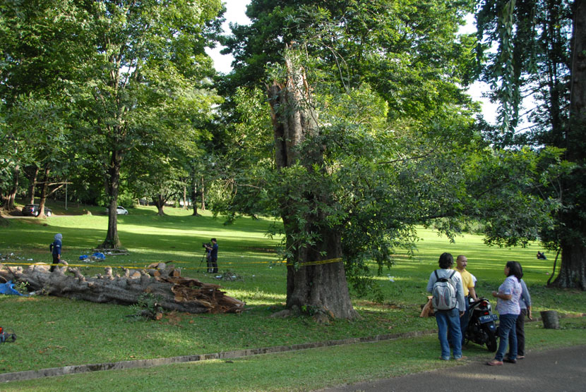  Pengunjung melintas di samping pohon agatis yang telah tumbang di Kebun Raya Bogor (KRB), Kota Bogor, Jabar, Ahad (11/1).  (Antara/Jafkhairi)