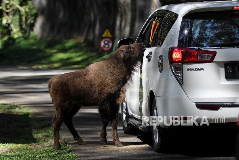 Pengunjung memberi makan anak bison dari Amerika (Bison bison) bernama Tiras di Taman Safari Prigen, Pasuruan, Jawa Timur, Senin (17/6/2019).