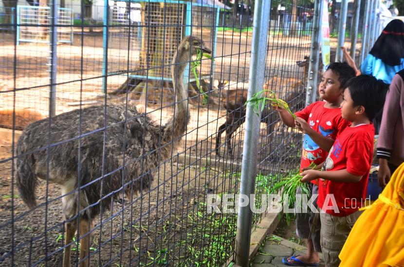 Pengunjung memberi makan burung Unta (Struthio camelus) di Kebun Satwa Sukuntex, Kudus, Jawa Tengah. 