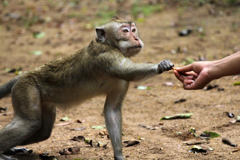 Monyet liar berkeliaran di beberapa wilayah pemukiman warga di Kota Bandung, Jawa Barat.