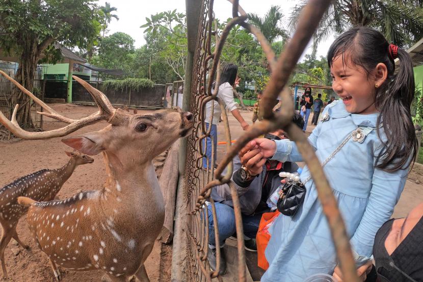 Pengunjung memberi makan rusa tutul (axis axis) di Kebun Binatang Taman Rimbo, Jambi, Ahad (8/5/2022). Pihak pengelola menyebutkan, sebanyak 39 ribu pengunjung memadati kebun binatang satu-satunya di Provinsi Jambi tersebut selama sepekan libur Lebaran.