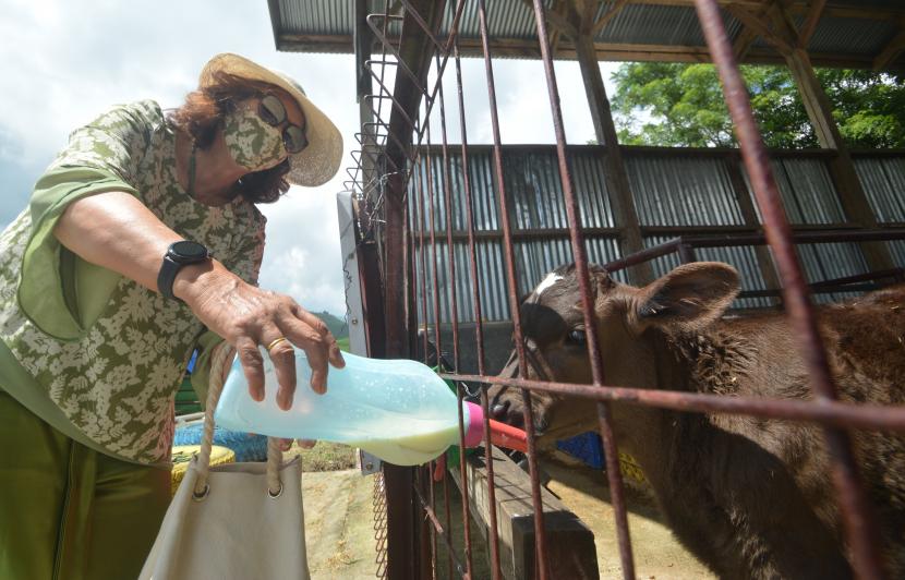 Pengunjung memberi minum anak sapi di salah satu peternakan di Sumatra Barat, Kamis (20/5/2021). Kawasan wisata edukasi peternakan sapi yang juga membibitkan sapi perah dan sapi wagyu itu menawarkan sensasi belajar beternak sambil berwisata bagi pengunjung. 