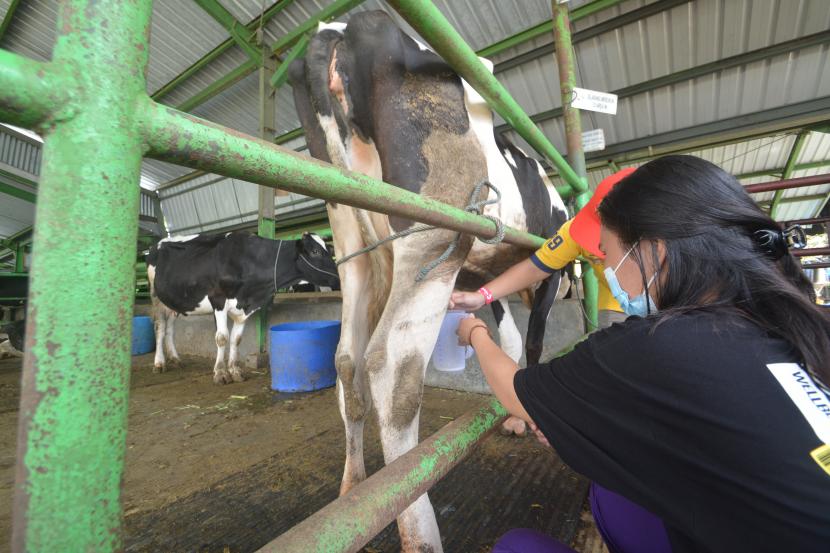 Ilustrasi sapi perah. Kota Padang Panjang, Sumatra Barat, terpilih jadi sentra pengembangan sapi perah.