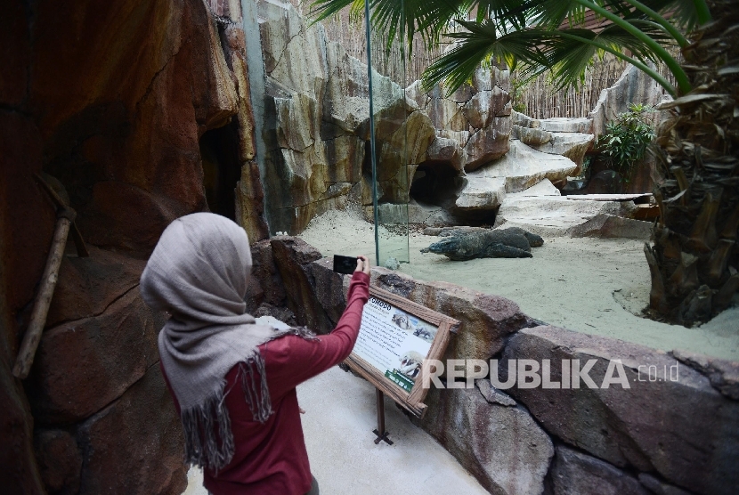 Pengunjung memotret komodo di Taman Safari Indonesia, Bogor, Jawa Barat.