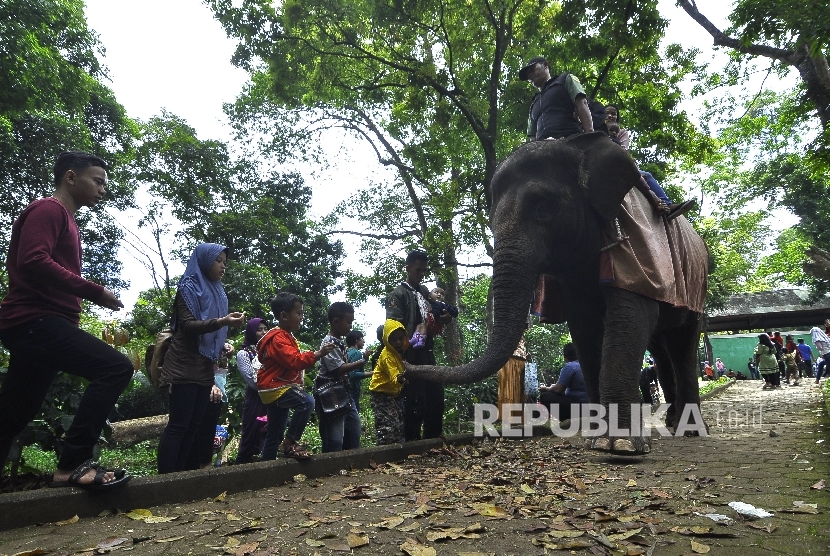   Pengunjung menaiki seekor gajah di Kebun Binatang Bandung, Jalan Tamansari, Kota Bandung, Senin (26/6). 