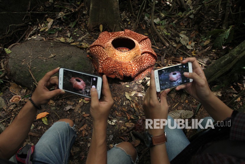 Pengunjung mengabadikan momen mekarnya Bunga Rafflesia Arnoldi dengan kelopak tujuh di habitat Rafflesia Padang Guci, Kaur, Bengkulu, Rabu (17/1). 