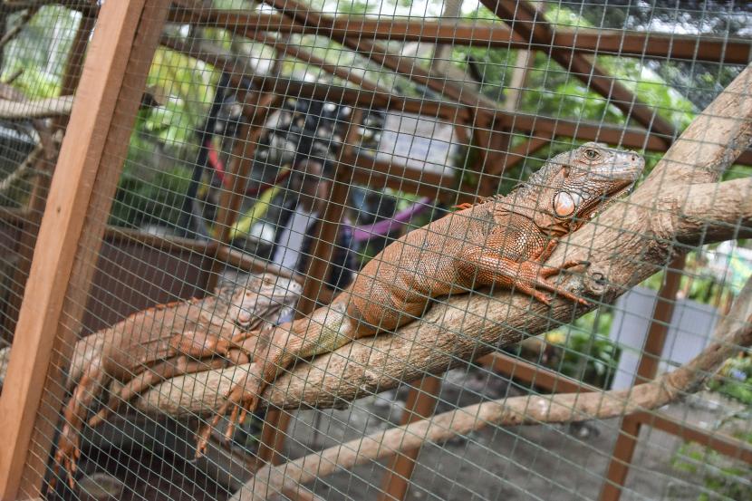 Pengunjung mengamati binatang reptilia Iguana (Iguanidae) di Zeround Edu Park, Desa Cibenda, Kabupaten Pangandaran, Jawa Barat, Sabtu (25/6/2022). Zeround Edu Park merupakan tempat wisata edukasi yang memperkenalkan hewan reptilia, unggas, mamalia dan cara bertani, dengan mangajak para pengunjung khususnya anak-anak untuk menjaga dan melestarikan ekosistem alam. 