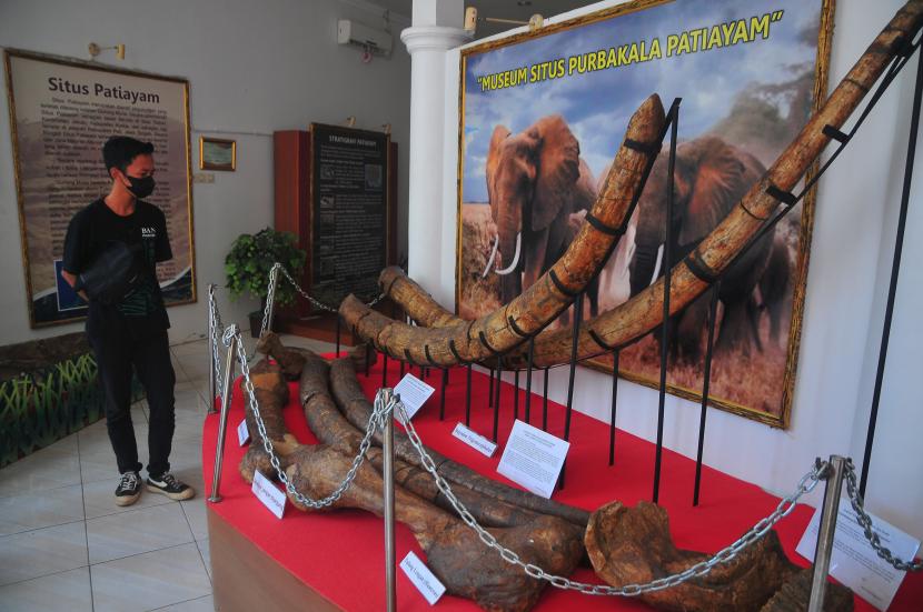 Pengunjung mengamati fosil gading gajah purba (Stegodon trigonochepalus) koleksi Museum Situs Purbakala Patiayam di Desa Terban, Jekulo, Kudus, Jawa Tengah, Kamis (18/8/2022). Museum tersebut menyimpan fosil dari 17 spesies hewan yang terdiri hewan laut, darat dan rawa serta ribuan fragmen tulang hewan vertebrata dan invertebrata, namun museum ini masih tergolong sepi pengunjung meskipun gratis. 