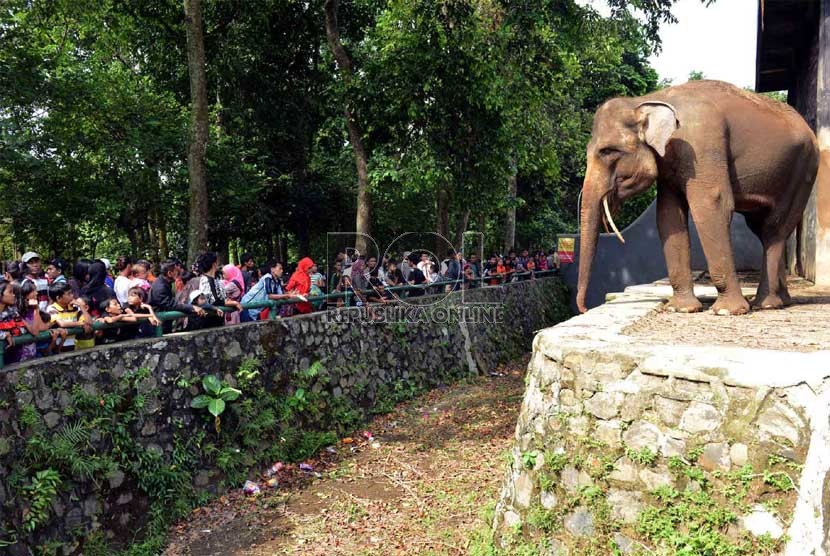   Pengunjung mengamati gajah saat berlibur di Taman Margasatwa Ragunan (TMR), Jakarta Selatan, Jumat (9/8). (Republika/Agung Supriyanto)