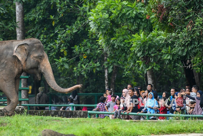 Pengunjung mengamati Gajah Sumatera (Elephas maximus sumatranus) saat berlibur di Taman Margasatwa Ragunan, Jakarta, Rabu (25/12/2019). 
