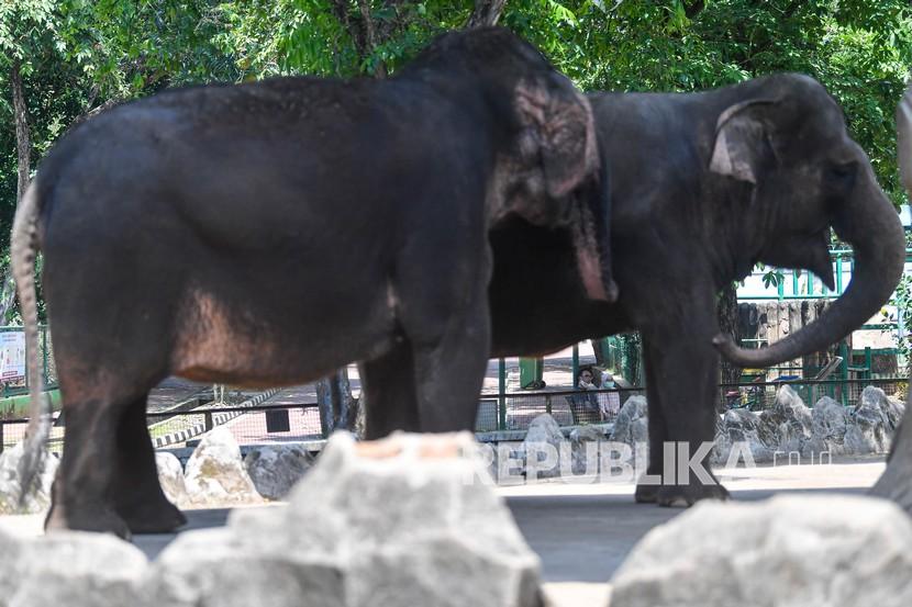 Pengunjung mengamati Gajah Sumatera (Elephas maximus sumatranus) saat berlibur di Taman Margasatwa Ragunan, Jakarta, Sabtu (1/8/2020). Liburan hari raya Idul Adha 1441 H, dimanfaatkan warga Ibu kota Jakarta untuk berkunjung ke sejumlah tempat wisata termasuk Kebun Binatang Ragunan. 