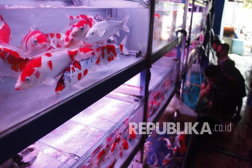Pembudidaya ikan hias koi asal Cirebon, Jawa Barat, bisa meraup omzet hingga Rp300 juta setiap bulan.