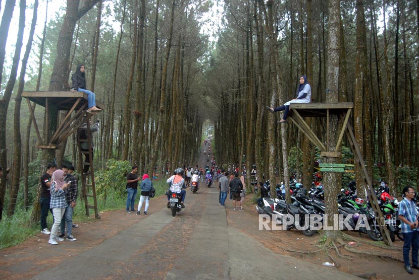 Pengunjung menikmati hutan wisata Top Selfie Hutan Pinus Kragilan di dusun Kragilan, Kecamatan Pakis, Kab Magelang Jawa Tengah Selasa (27/6). 