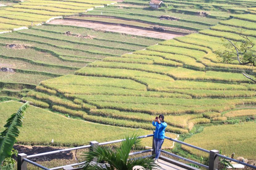 Pengunjung menikmati suasana di persawahan terasering Ciboer Pas, Desa Bantaragung, Sindangwangi, Kabupaten Majalengka, Jawa Barat.