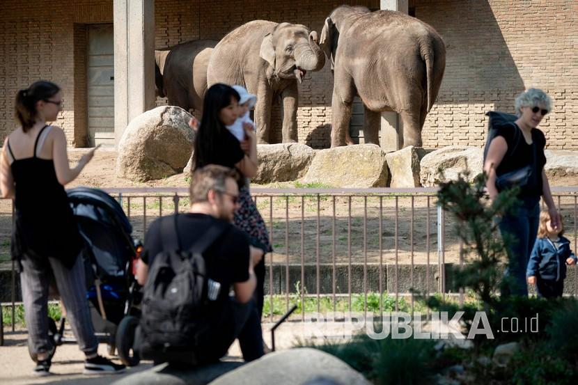 Pengunjung menyaksikan gajah di Kebun Binatang Berlin, Jerman, Selasa (28/4). Kebun binatang Berlin telah dibuka kembali setelah beberapa minggu ditutup karena pandemi virus Corona. 