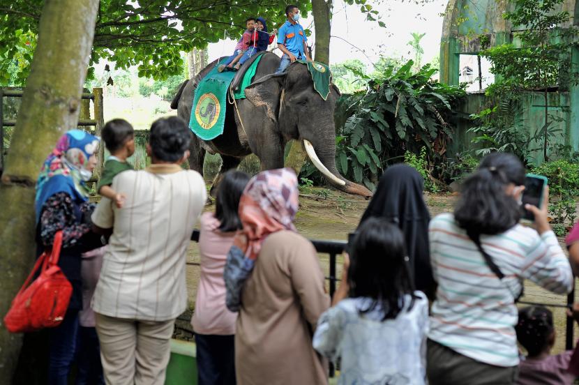 Pengunjung naik di atas gajah Sumatera (elephant maximus Sumatranus) tunggang saat berlibur di Kebun Binatang Taman Rimbo, Jambi. liustrasi