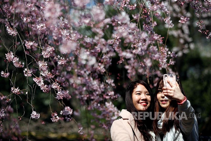 Pengunjung taman di Tokyo berswafoto dengan latar bunga sakura. Setiap bulan April bunga-bunga ini bermekaran di berbagai penjuru taman.