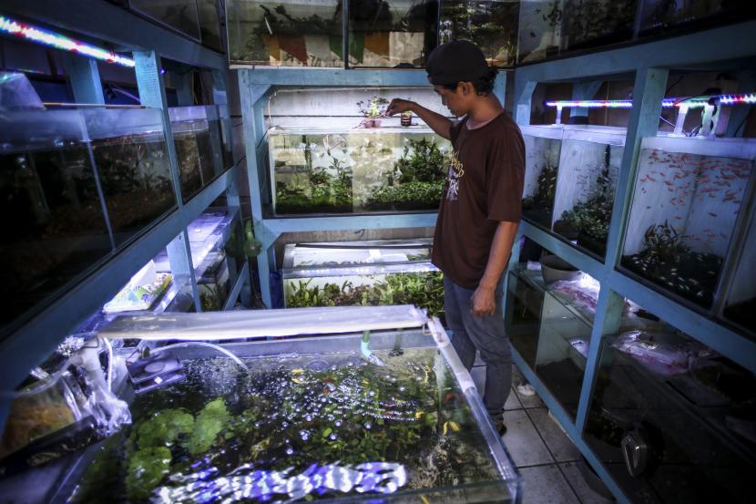 Pengusaha ikan hias membersihkan akuarium di sentra ikan hias Gunung Sahari, Jakarta, Selasa (2/8/2022) (ilustrasi).