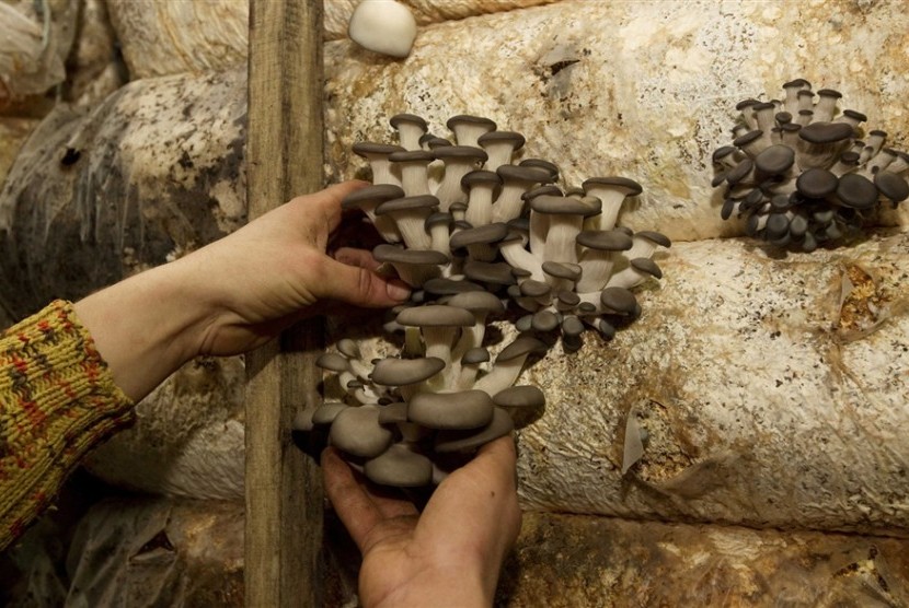 Setiap jamur memiliki manfaat kesehatan dan khasiat.