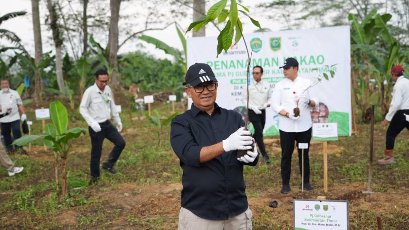 Penjabat Gubernur Kaltim Akmal Malik melakukan penanaman bibit kakao di Kebun Kakao OPD G5  Blok 5-6 Site Binungan PT Berau Coal pasa Selasa (29/10/2024).