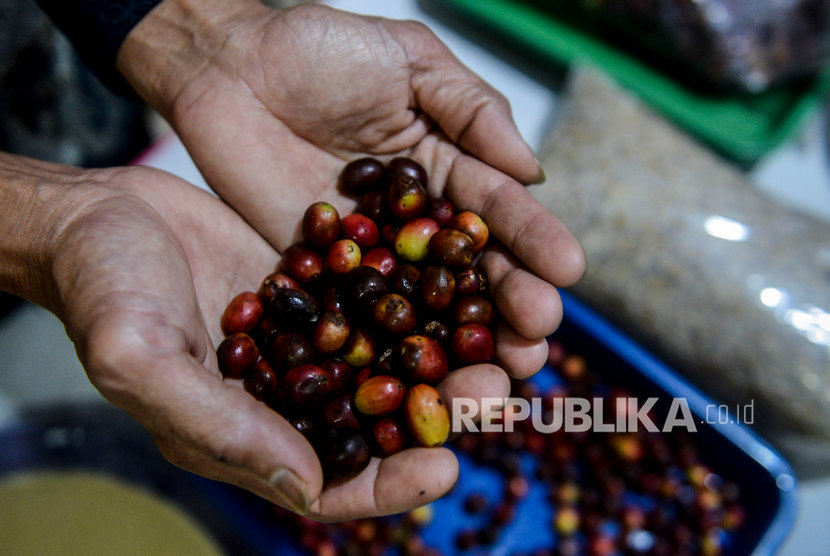 Proses pascapanen kopi Lombok dianggap masih perlu diperbaiki (Foto: ilustrasi kopi Lombok)
