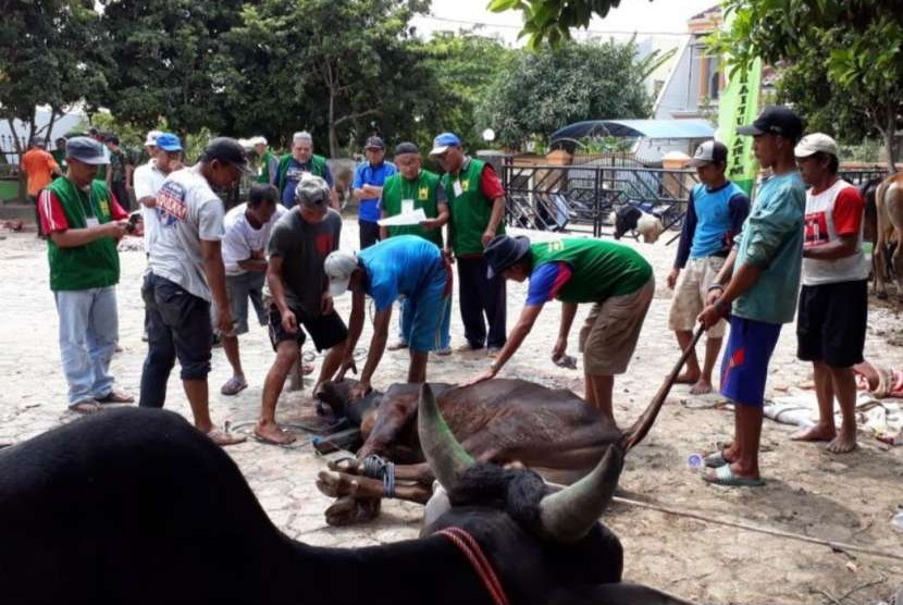 Penjagal hewan memberikan teknik tepat merobohkan sapi kurban sebelum dipotong agar sapinya stres di Masjid Baiturrahman, Bandar Lampung, Rabu (22/8).