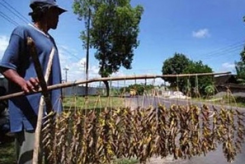 Penjual belalang di pinggiran jalan Gunung Kidul, Yogyakarta.