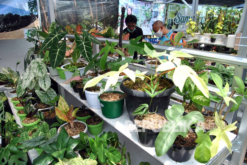 Penjual melayani pembeli di salah satu stan pusat penjualan tanaman hias di Kota Bogor, Jawa Barat. Pemkot Bogor diminta untuk kembali menghidupkan balai karantina tanaman hias.