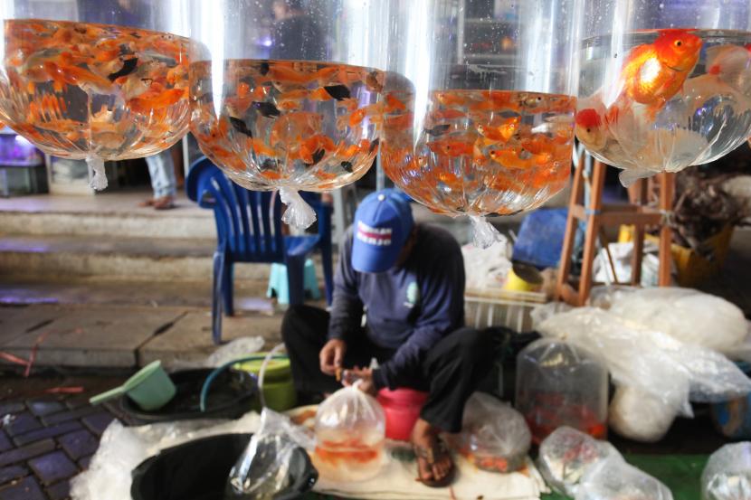 Penjual memasukkan ikan hias ke dalam kantong plastik.
