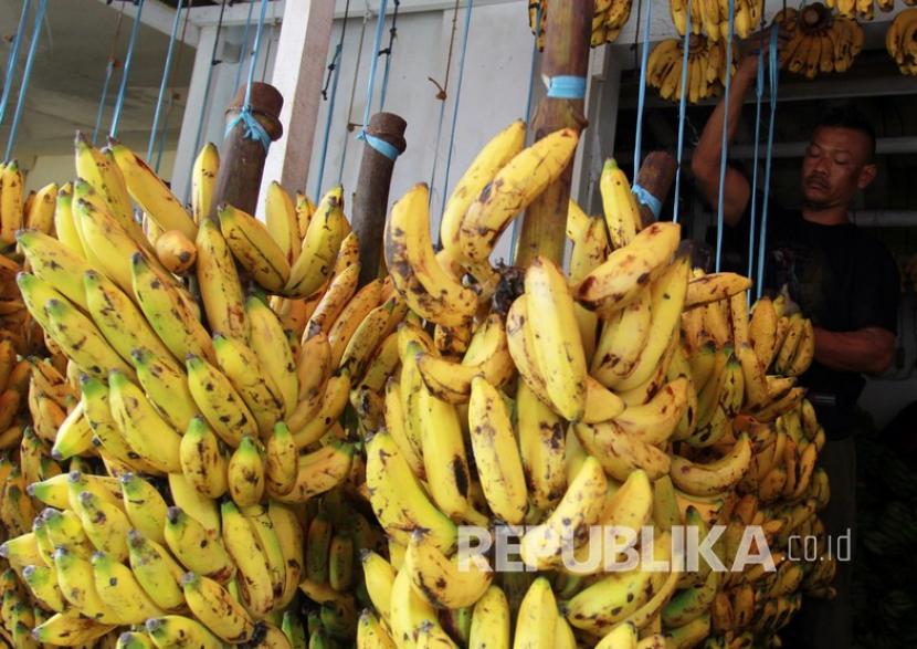 Buah pisang. Di dalam pisang terkandung banyak zat gizi yang dibutuhkan oleh tubuh.