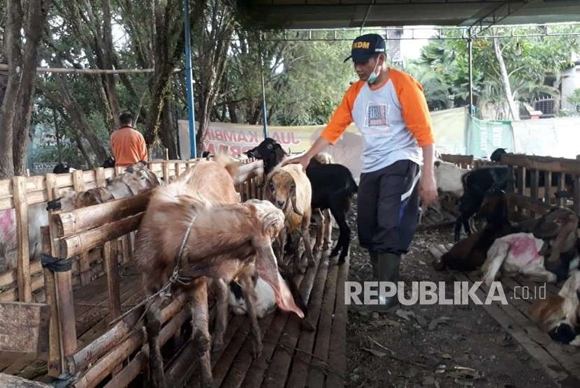 Penjualan hewan kurban di Kota Malang.