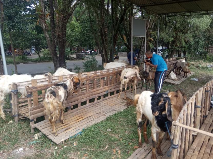 Penjualan hewan kurban di Kota Malang, Jumat (24/7). 